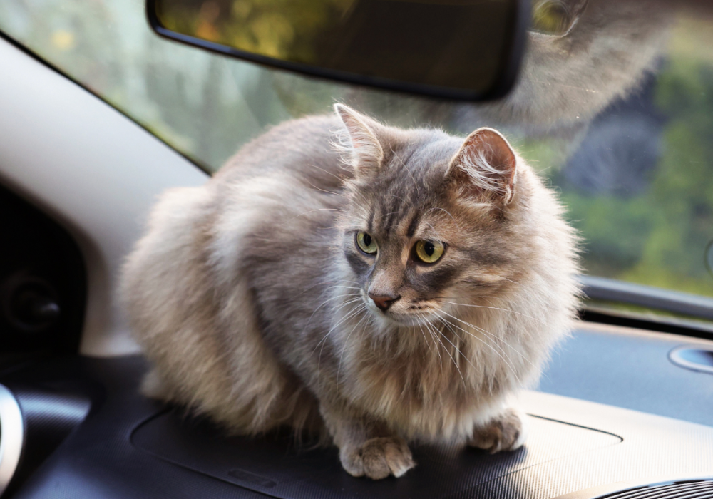 The Hidden Dangers: Why Household Laundry Detergent Isn't Ideal for Washing Pet Items