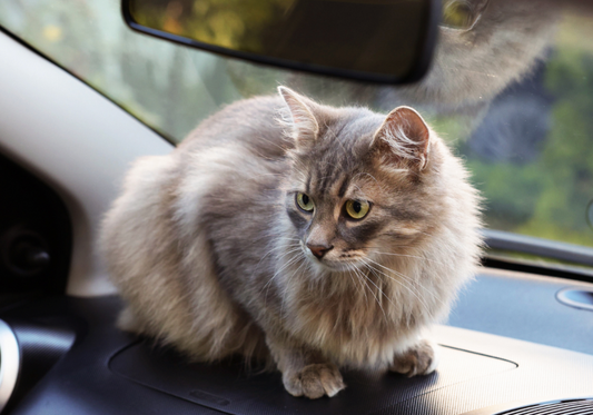 The Hidden Dangers: Why Household Laundry Detergent Isn't Ideal for Washing Pet Items