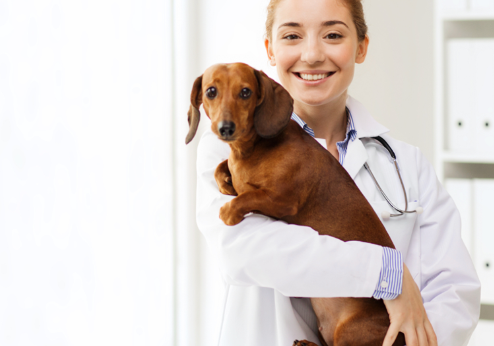 The History of Alpha Tech Pet: A Leader in Animal Care Products