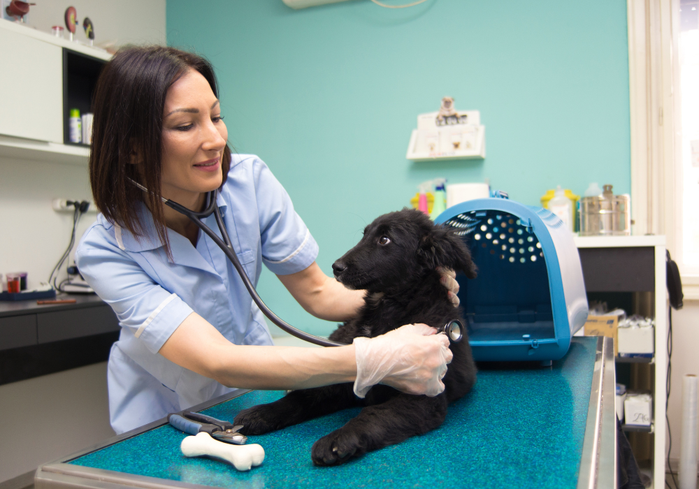 The Importance of Cleanliness in Veterinary Clinics: Enhancing Pet Health and Safety
