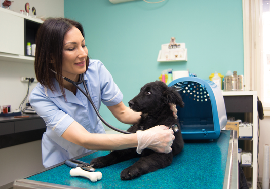 The Importance of Cleanliness in Veterinary Clinics: Enhancing Pet Health and Safety