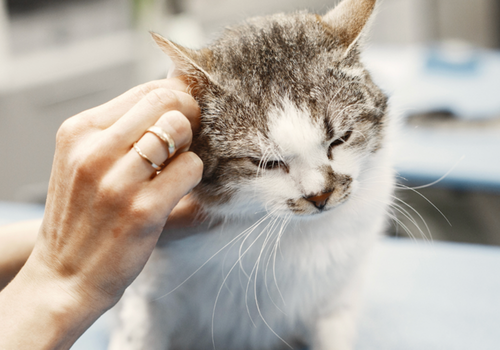 The Importance of Pathogen Control in Veterinary Clinics
