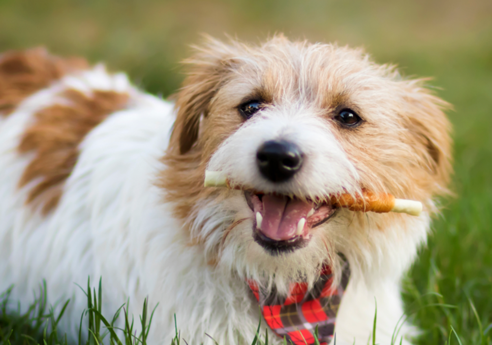 The Importance of Pet-Friendly Disinfectants: Keeping Your Home Safe