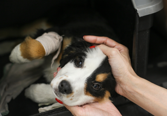 The Importance of Proper Disinfection in Animal Care Environments