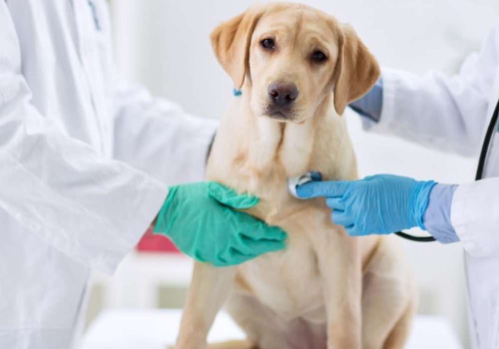 The Importance of Regular Check-Ups for Your Beloved Pet