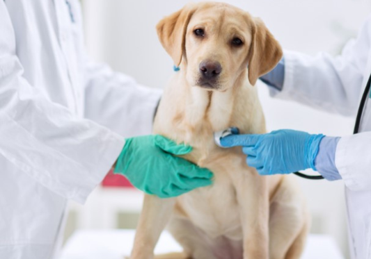 The Importance of Regular Check-Ups for Your Beloved Pet