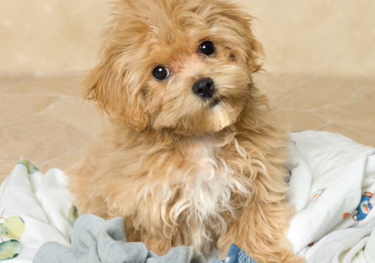 The Importance of Separating Pet Laundry from Human Laundry: Hygiene Tips