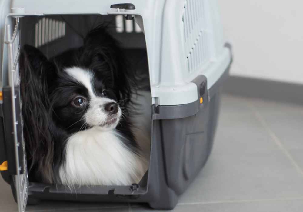 The Link Between Kennel Cleanliness and Customer Satisfaction