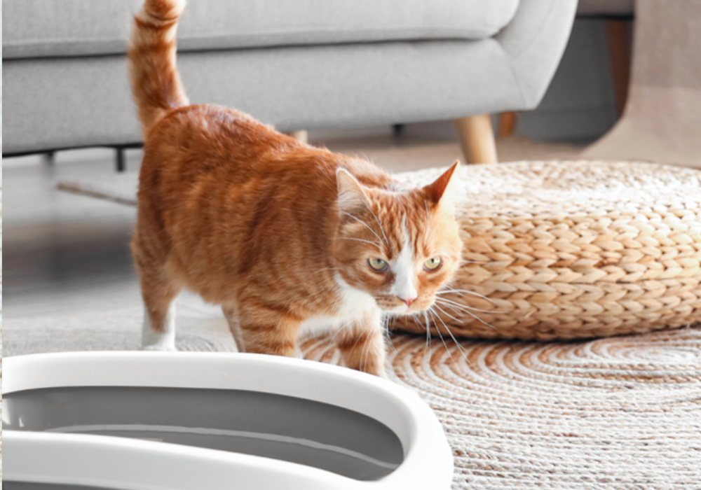 The Role of Enzymatic Cleaners in Neutralizing Pet Urine Odor