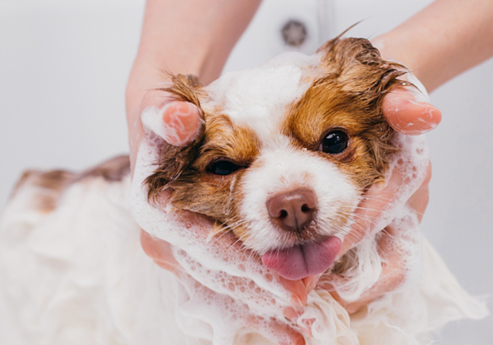 The Role of Grooming in Kennel Services: Keeping Pets Clean and Healthy