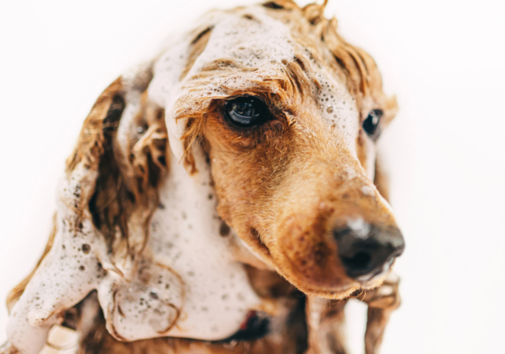 The Role of Grooming in Pet Health: Skin and Coat Care