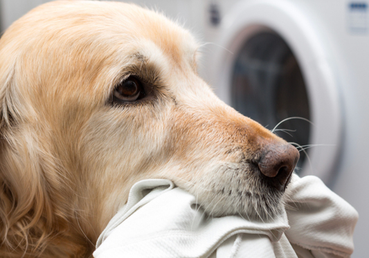 The Science of Cleaning: Understanding Detergents and Disinfectants in Veterinary Medicine