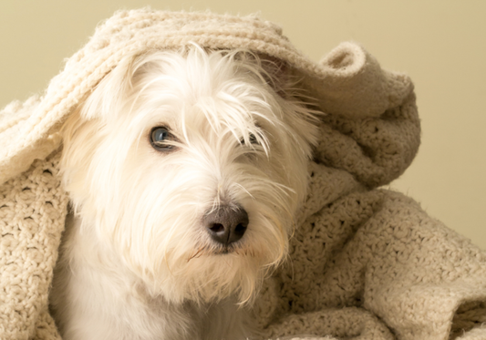 The Significance of Routine Pet Laundry for Pet Owners