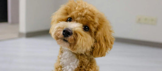 The Ultimate Guide to Removing Tough Pet Odors in Kennels and Homes