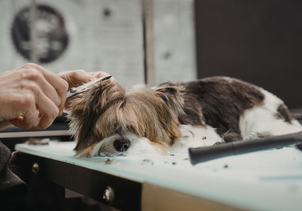 Top Pet Groomer Products