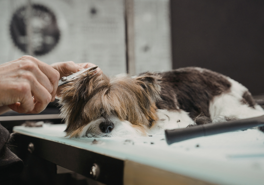 Top Pet Groomer Products