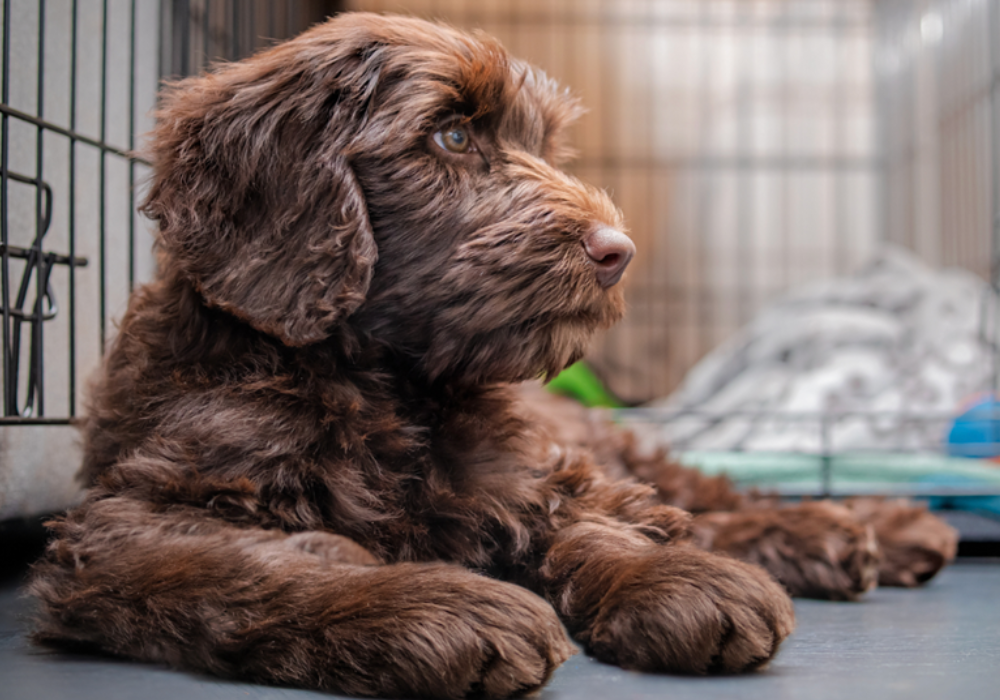 Top Pet Resort and Kennel Products