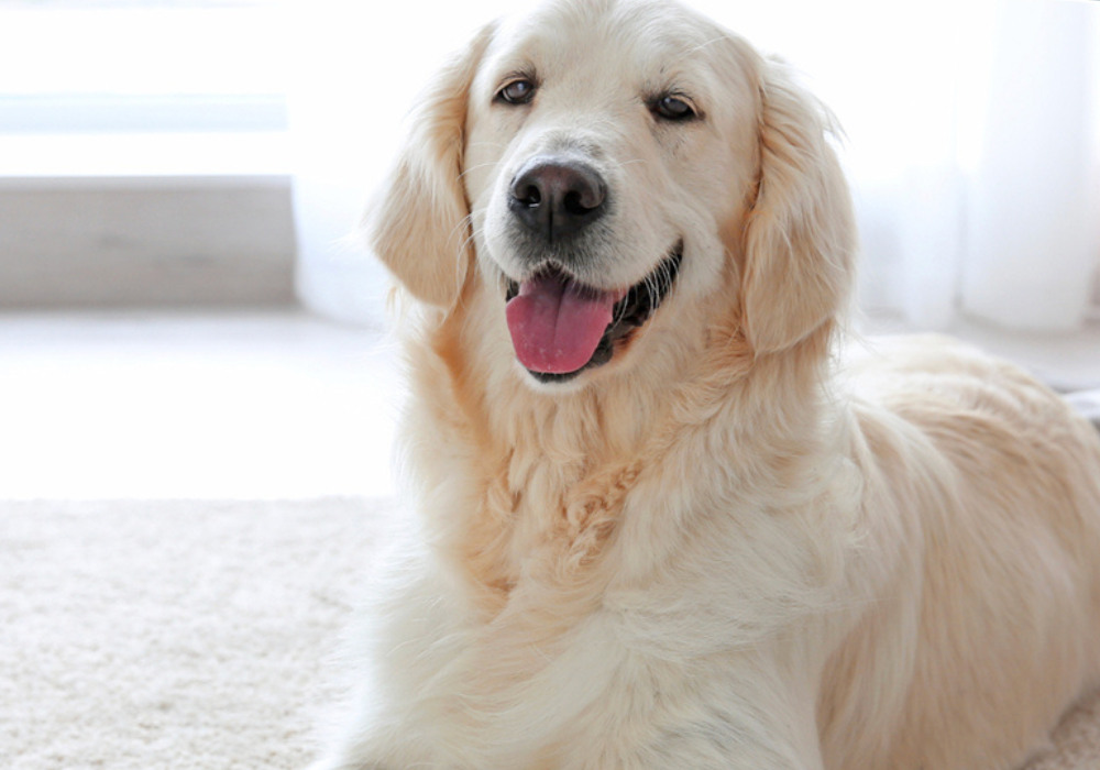 Why Clean Floors and Surfaces Help Prevent Skin Conditions in Pets