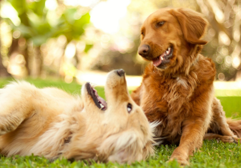 Understanding Canine Parvovirus and How to Prevent it in Your Facility