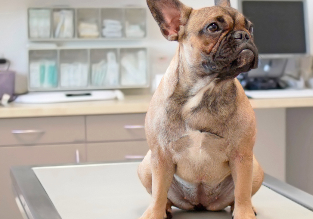 Understanding the Causes of Pet Odor in Your Clinic