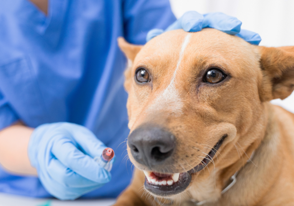 Understanding the Role of Antimicrobial Products in Veterinary Care