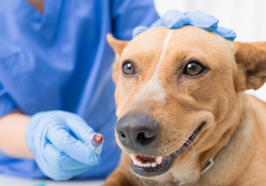 Understanding the Role of Antimicrobial Products in Veterinary Care