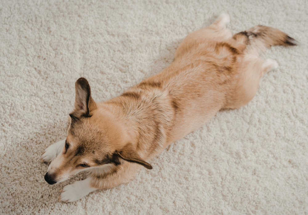 Unleash the Power of OdorPet Concentrate: Your Ultimate Solution for Carpet Woes