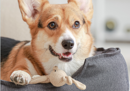 Why Cleaning Pet Play Areas Is Just as Important as Exam Rooms