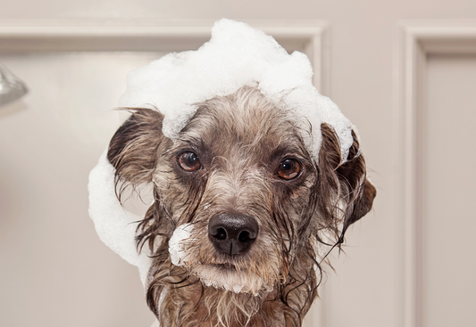 Why Every Pet Care Professional Needs Products That Prioritize Pet Health