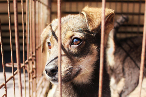 Why “It Should Be Working” Is a Red Flag With Kennel Disinfectant