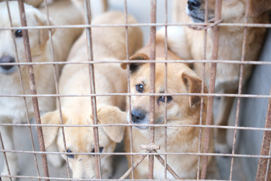 Why Kennel Care Gets Good Results… Then They Fade