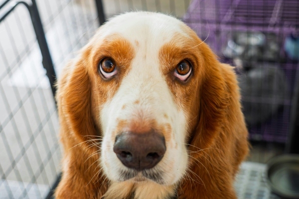 Why Pet Smell Keeps Coming Back After Cleaning
