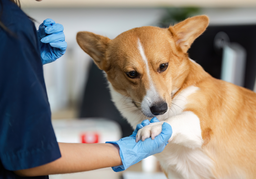 Why Our CLR Cleaner is Essential to the Success of Your Pet Care Business