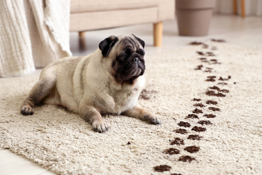 Why Pet Disinfectant Doesn't Work Through Dirt