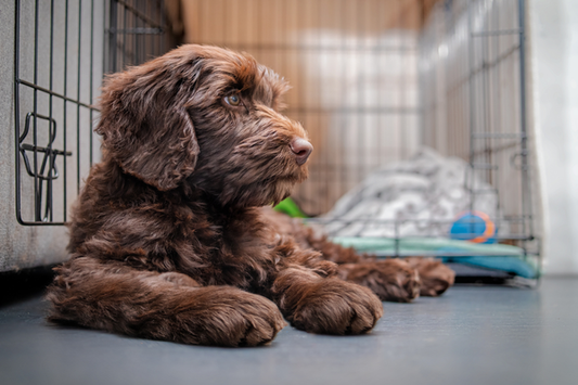 Why Switching to a New Kennel Odor Eliminator Rarely Fixes Anything