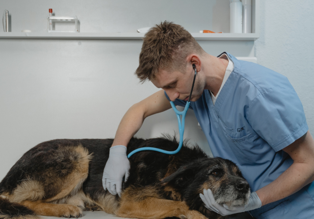 Why You Should Upgrade Your Veterinary Clinic's Cleaning Routine