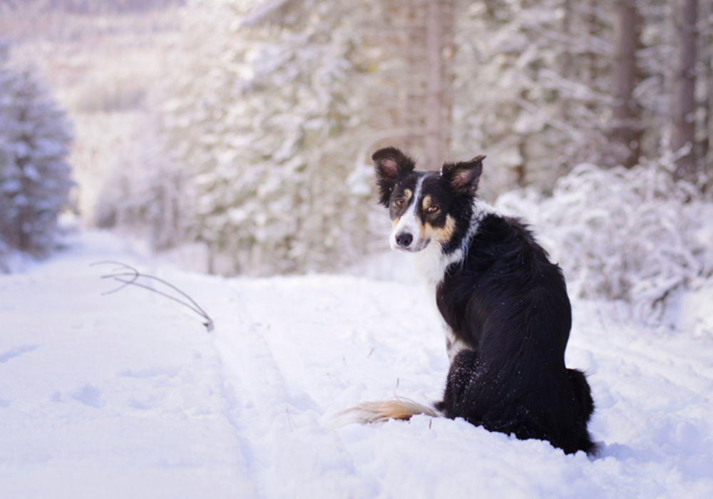 Winter Kennel Cleaning Tips: Dealing with Mud and Snow