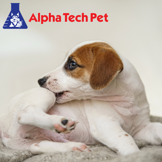 Recognizing and Managing Common Allergies in Pets