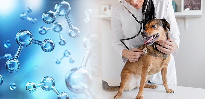 What Makes Aqueous Ozone a Great Disinfectant for A Vet Practice?
