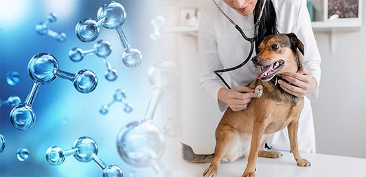 What Makes Aqueous Ozone a Great Disinfectant for A Vet Practice?