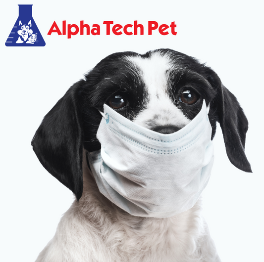 Best Practices for Preventing Disease Spread Through Kennel Cleaning