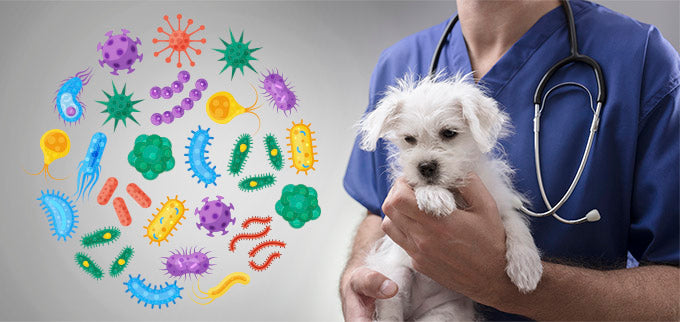 Why A Broad-Spectrum Disinfectant Is Best for a Large Vet Practice