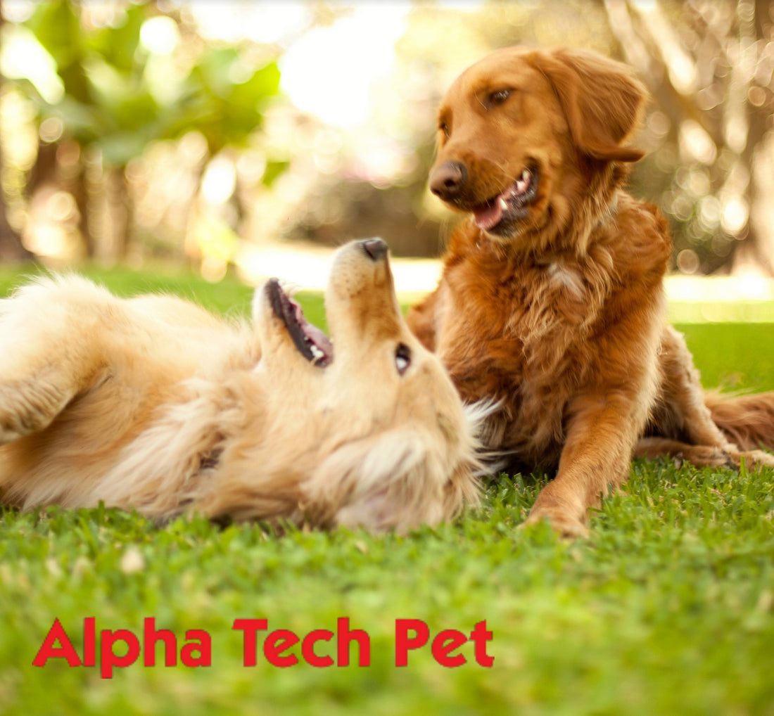 Understanding Canine Parvovirus and How to Prevent it in Your Facility