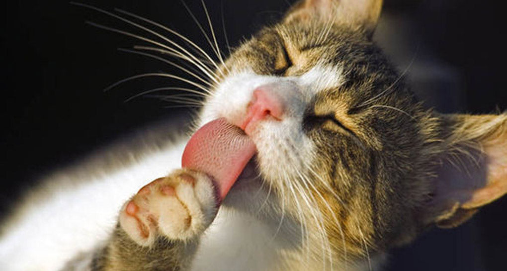 5 Cleaning Mistakes by Vet Clinics & Animal Hospitals