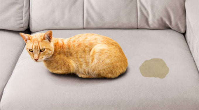 Tips to Remove Wet and Dry Pet Stains