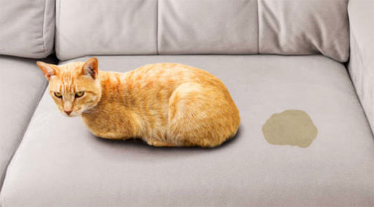 Tips to Remove Wet and Dry Pet Stains