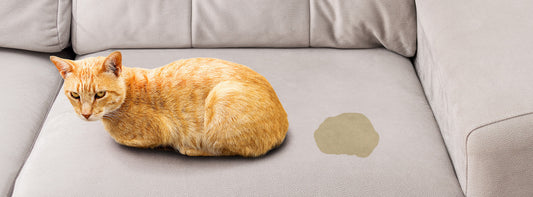 ODORPET on Cat Urine Study