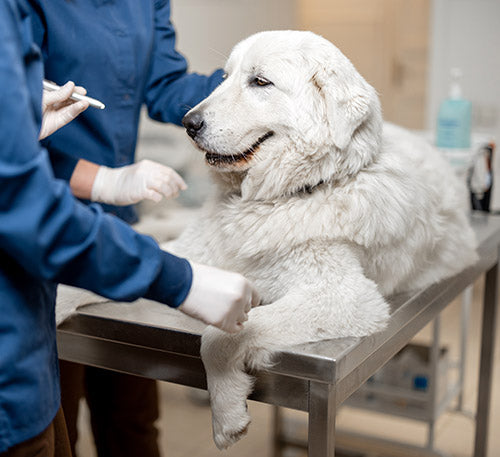 Eliminate Pet Odor Safely