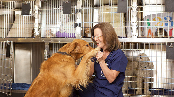 How Kennel Cleaning Is Crucial to Your Client’s Health