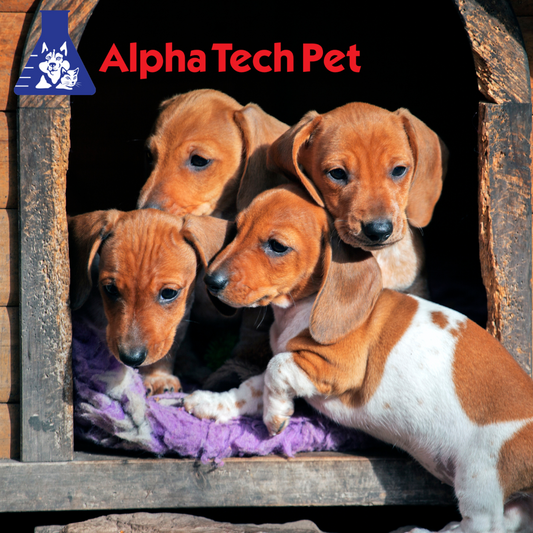 Combatting Odors in Kennels: Tips and Tricks